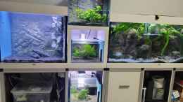 aquarium-von-chris-heerwagen-tanganjikasee_Tanganjikawand