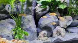aquarium-von-chris-heerwagen-tanganjikasee_Altolamprologus compressiceps Mandarin Kilima