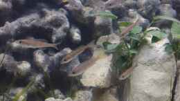 aquarium-von-wilhelm94-ostafrika-in-westelbien_Cyprichromis leptosoma utinta