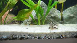 Aquarium einrichten mit Corydoras Loxozonus