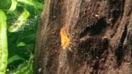 aquarium-von-mr-shrimp-land-of-the-fallen-trees_Neocaridina davidi 