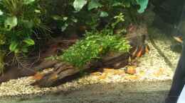 aquarium-von-mr-shrimp-land-of-the-fallen-trees_28.05.2023