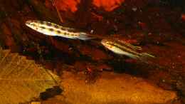 aquarium-von-goldfisch-suedamerika-schwarzwasserbiotop_zwei Männchen