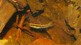 aquarium-von-goldfisch-suedamerika-schwarzwasserbiotop_Dicrossus filamentosus- Gruppe