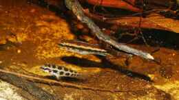 aquarium-von-goldfisch-suedamerika-schwarzwasserbiotop_D. filamentosus M (oben) und W