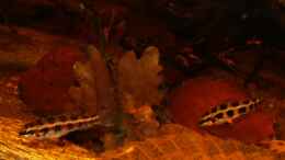 aquarium-von-goldfisch-suedamerika-schwarzwasserbiotop_Dicrossus-Paar M links, W rechts