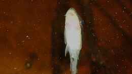 aquarium-von-goldfisch-suedamerika-schwarzwasserbiotop_Otocinclus im Dicrossus-Becken