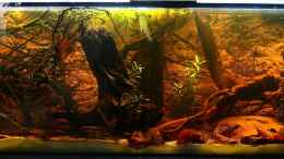 aquarium-von-goldfisch-suedamerika-schwarzwasserbiotop_Südamerika Schwarzwasser 