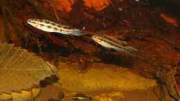 aquarium-von-goldfisch-suedamerika-schwarzwasserbiotop_2 Männchen