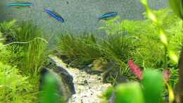 aquarium-von-dany-pflanzenmix--scaping-ohne-co2_Paracheirodon simulans (Blauer Neon)