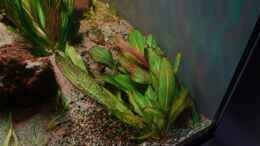 aquarium-von-philip-neotropischer-flussabschnitt_diverse Echinodorus und Helanthium bolivianum ´Aquadricosta