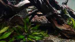 aquarium-von-philip-neotropischer-flussabschnitt_Höhle für Rhinodoras gallagheri