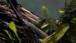Aquarium einrichten mit Hypoptopoma gulare auf Holz