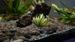 aquarium-von-philip-neotropischer-flussabschnitt_Helanthium bolivianum ´Aquadricostatus´