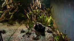 aquarium-von-philip-neotropischer-flussabschnitt_Seitenansicht des Aquariums nach 10 Monaten Laufzeit