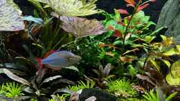 aquarium-von-thilo-metamorphoses_Diamantregenbogenfisch Melanotaenia praecox