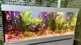 aquarium-von-gernhart-rio-manacapuru-suedamerika-aquarium-2-0_Bei voller Tagesbeleuchtung