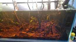 aquarium-von-rainooo-igarape-do-daracua-flooded-forest-rio-negro_Überarbeitung Boden III