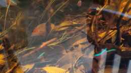 aquarium-von-rainooo-igarape-do-daracua-flooded-forest-rio-negro_Endlich wieder Sterbai Action - T-Stellung mal schön zu seh