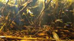 aquarium-von-rainooo-igarape-do-daracua-flooded-forest-rio-negro_Final