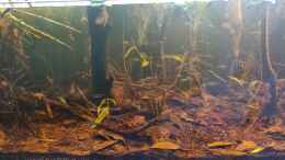 aquarium-von-rainooo-igarape-do-daracua-flooded-forest-rio-negro_