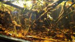 aquarium-von-rainooo-igarape-do-daracua-flooded-forest-rio-negro_Final