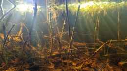 aquarium-von-rainooo-igarape-do-daracua-flooded-forest-rio-negro_Good morning mood