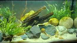 aquarium-von-okefenokee-kinabalu-hillstream-loaches_12.10.2023 Bepflanzung geändert