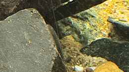 aquarium-von-okefenokee-kinabalu-hillstream-loaches_Der Stein wurde an der Vorderseite schon über Nacht sauber
