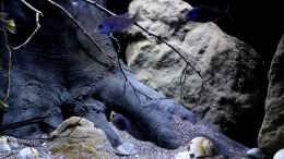 aquarium-von-florian-bandhauer-lake-malawi-3-0---sandzone_Der Bodengrund ein Misch aus beige und dunkelbraun