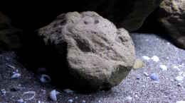 aquarium-von-florian-bandhauer-lake-malawi-3-0---sandzone_Einer der Steine von Berlin Rock im Becken