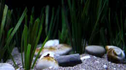 aquarium-von-florian-bandhauer-lake-malawi-3-0---sandzone_Das künstliche Gras von Pangearocks