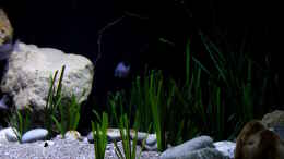 aquarium-von-florian-bandhauer-lake-malawi-3-0---sandzone_Künstliches Ealgrass