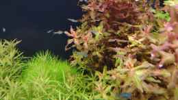 aquarium-von-c-na-am-berghang_Pogostemon deccanensis, Limnophila aromatica mini und Rota
