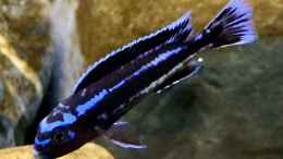 aquarium-von-faebi-ch-1st-mbuna-tank_Pseudotropheus cyaneorhabdos