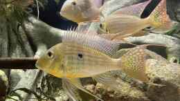 Foto mit Geophagus altifrons Tocantins