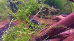 aquarium-von-hotu-black-box7_Pflanzen Moos