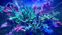 aquarium-von-tim1979-unreal-%E2%80%A2-fancy-%E2%80%A2-magic_ReefTank 