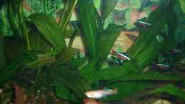 aquarium-von-hans-holten-becken-4544_Lavastein,Amazonasschwertpflanze & Javafarn
