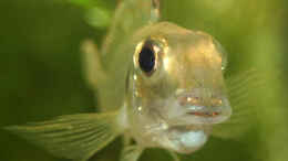 aquarium-von-andreas-werth-becken-455_brütendes Callochromis pleurospilus-Weibchen kurz vor dem F