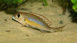 aquarium-von-andreas-werth-becken-455_Callochromis pleurospilus-Männchen beim Nestbau