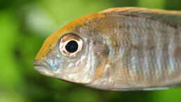 aquarium-von-andreas-werth-becken-455_sich umfärbendes Aulonocara maylandi maylandi-Männchen mit