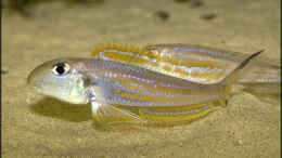 aquarium-von-andreas-werth-becken-455_Xenotilapia ochrogenys kigoma-Männchen beim balzen