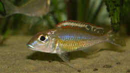 Aquarium einrichten mit Callochromis pleurospilus kigoma-Männchen - charakteristisch