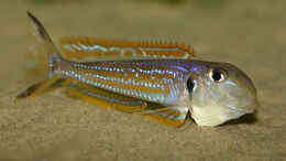 Foto mit imponierendes Xenotilapia ochrogenys kigoma-Männchen