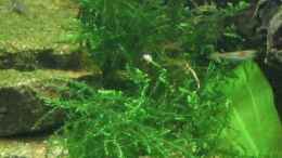 aquarium-von-monika-maier-becken-4598_Versicularia dubyana