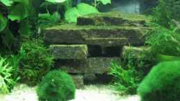 aquarium-von-monika-maier-becken-4598_selbstgebastelter Steinaufbau