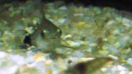 Aquarium einrichten mit Corydoras hastatus