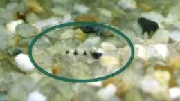 Foto mit Corydoras hastatus Nachwuchs ca. 2/3 Tage alt, ca. 2 mm