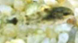 Foto mit Corydoras hastatus Nachwuchs ca. 7 Wochen alt, ca. 1 cm